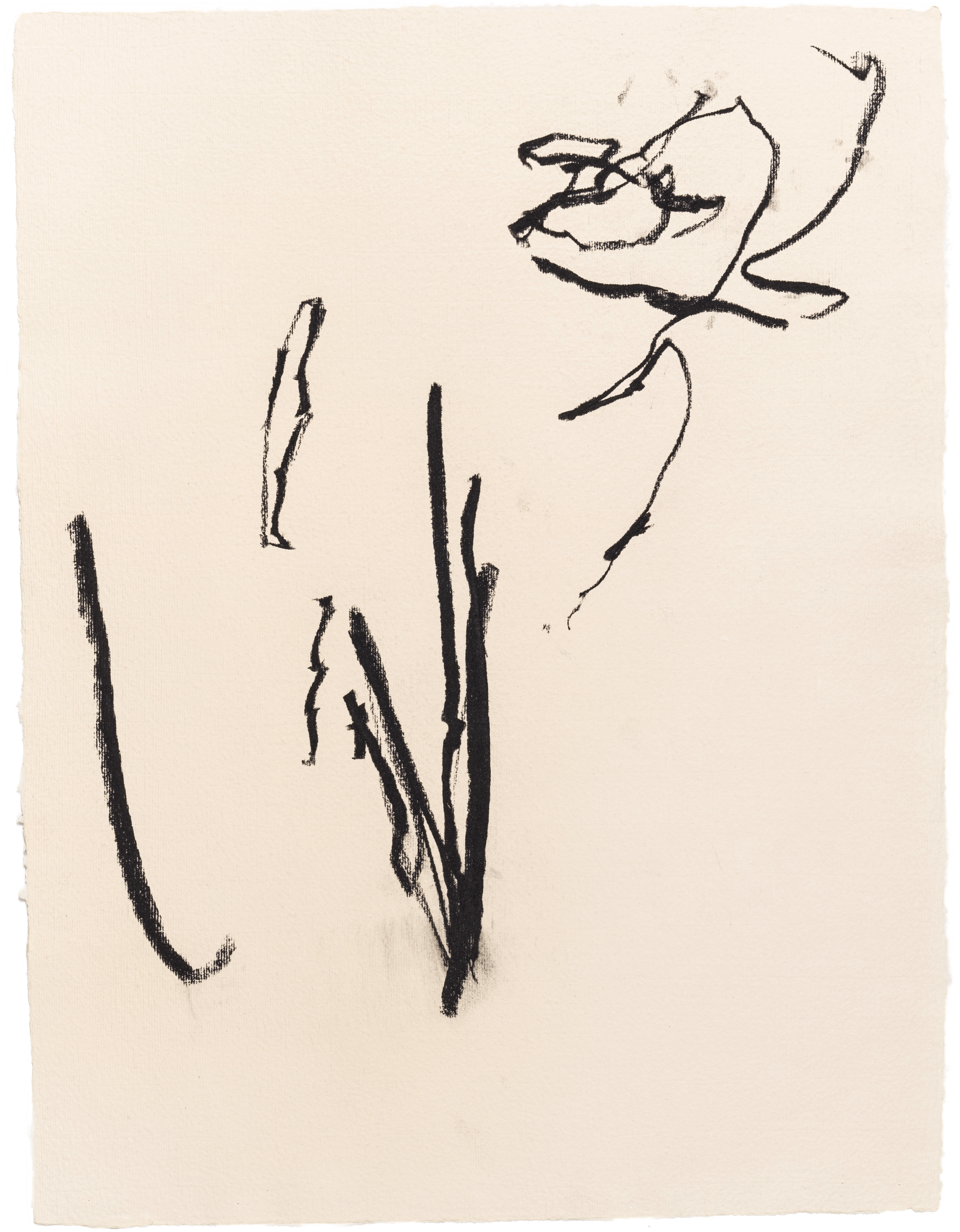 Body Drawing 05 — (2022) — charcoal on paper — 58 x 78 cm