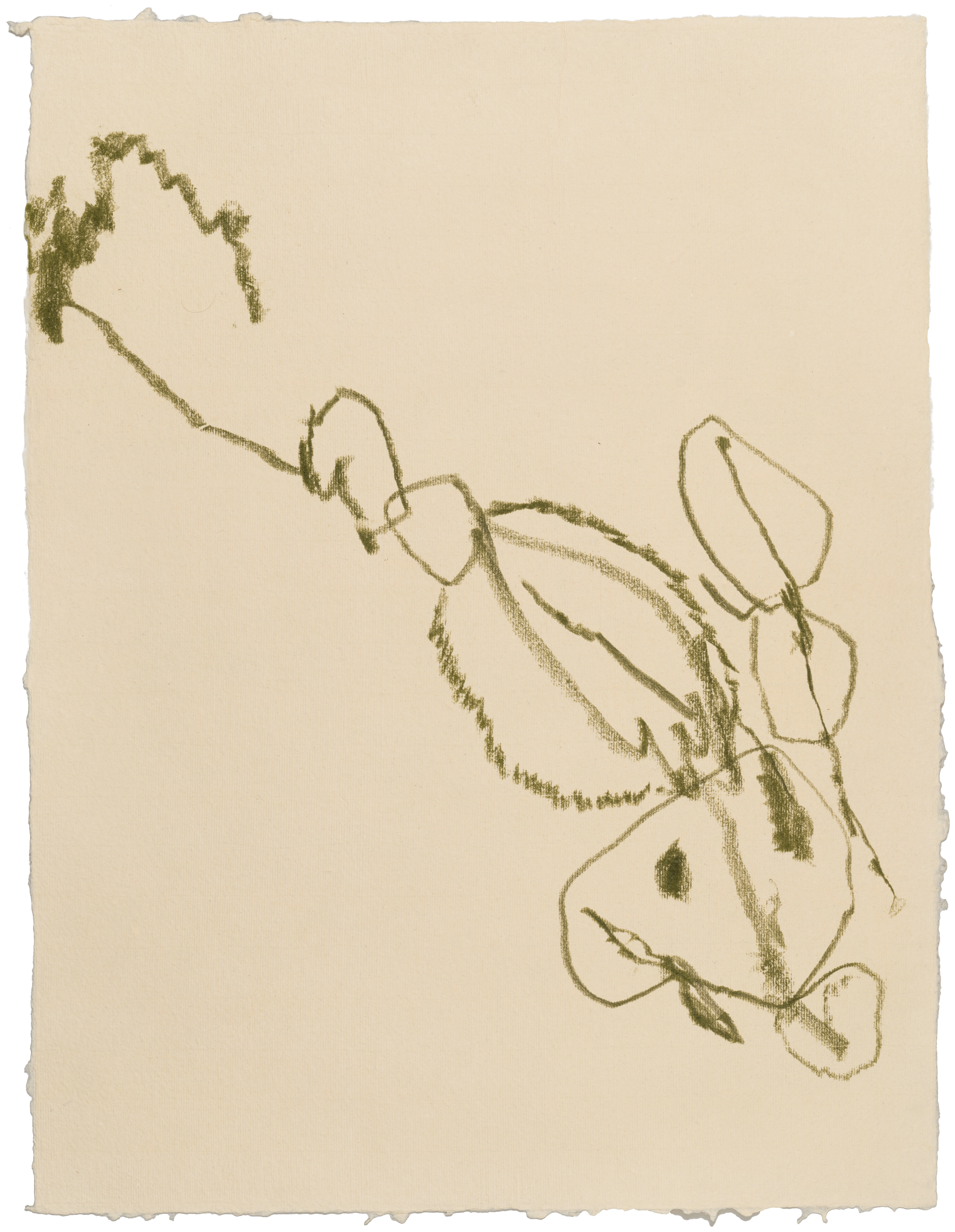 Body Drawing 161 — (2025) — pigmented graphite on paper — 58 x 78 cm